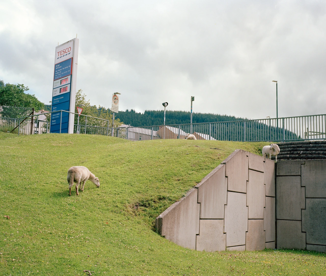Sheep outside Tesco, Abertillery. © Sebastian Bruno