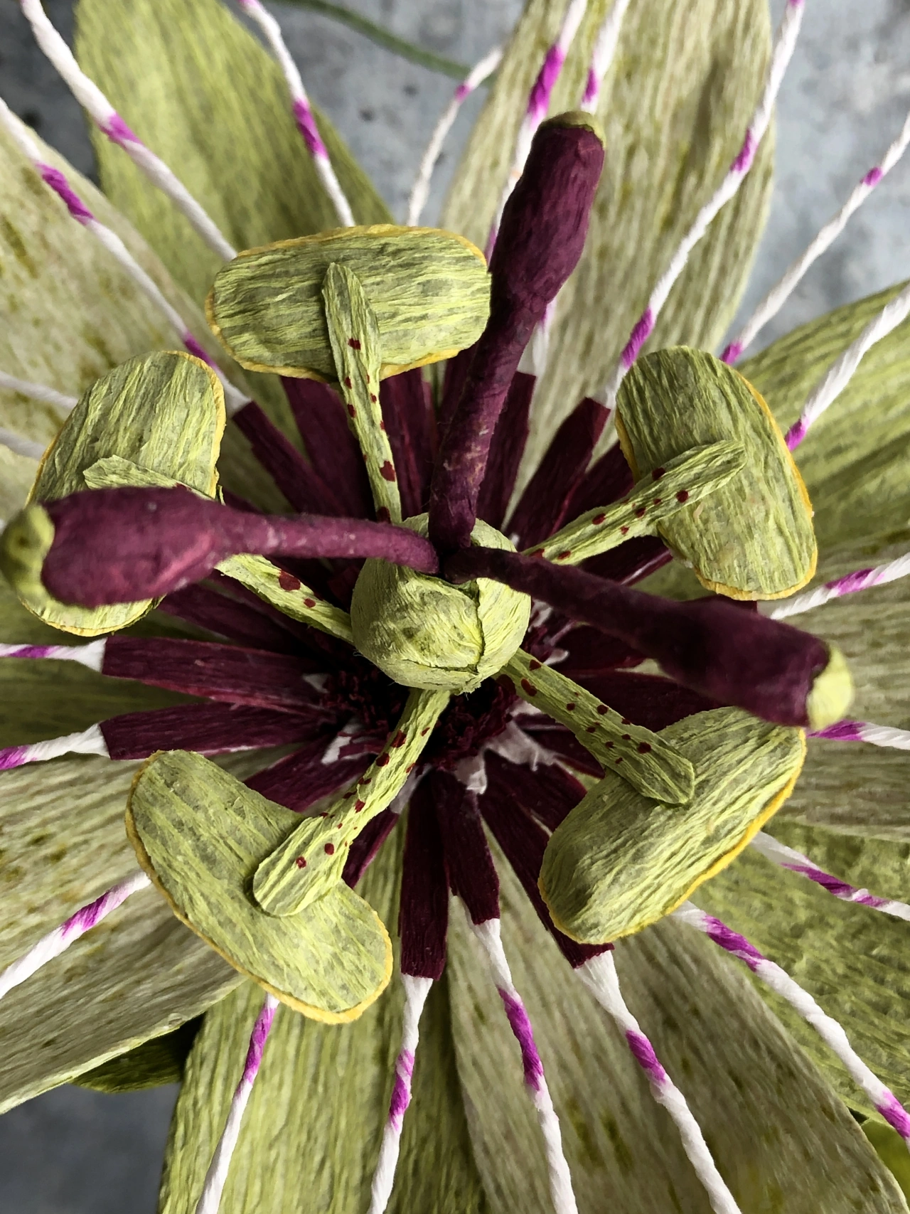 Passionflower Vine. Photo credit to Kelly Pastorek