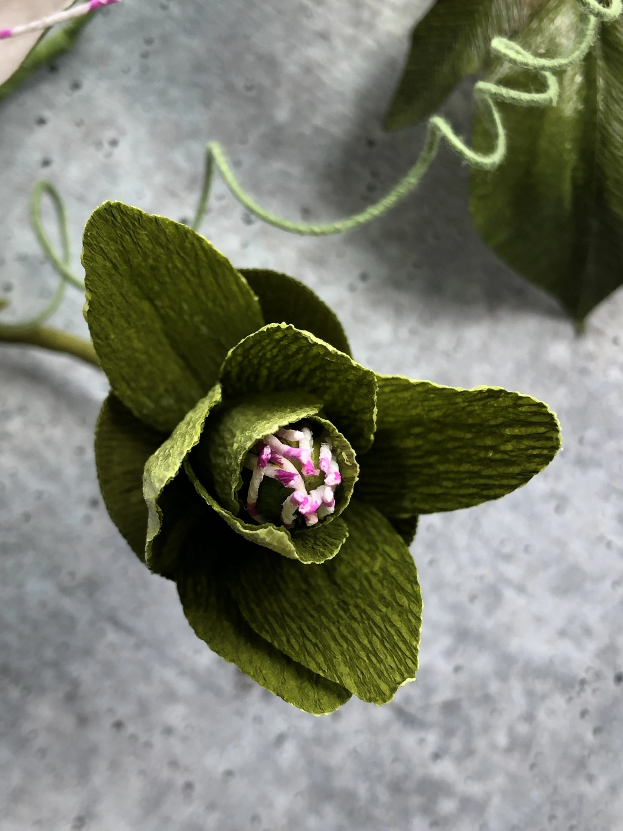 Passionflower Vine. Photo credit to Kelly Pastorek