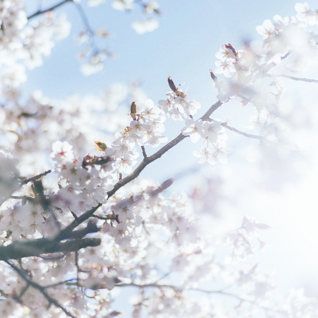 Kumano Cherry Photo by Daisuke Kawashima, winner in the Photography and Photo Manipulation Design Category, 2020-2021.