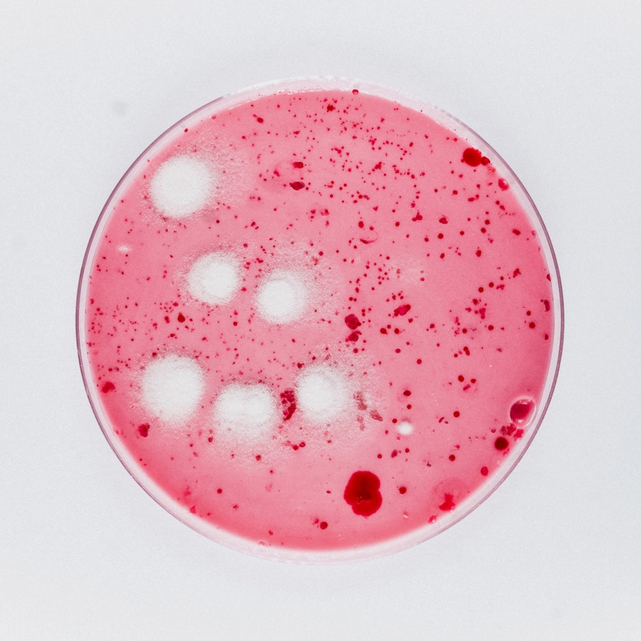 Petri dish filled with bright pink agar containing white circular colonies and red bacterial growth spots
