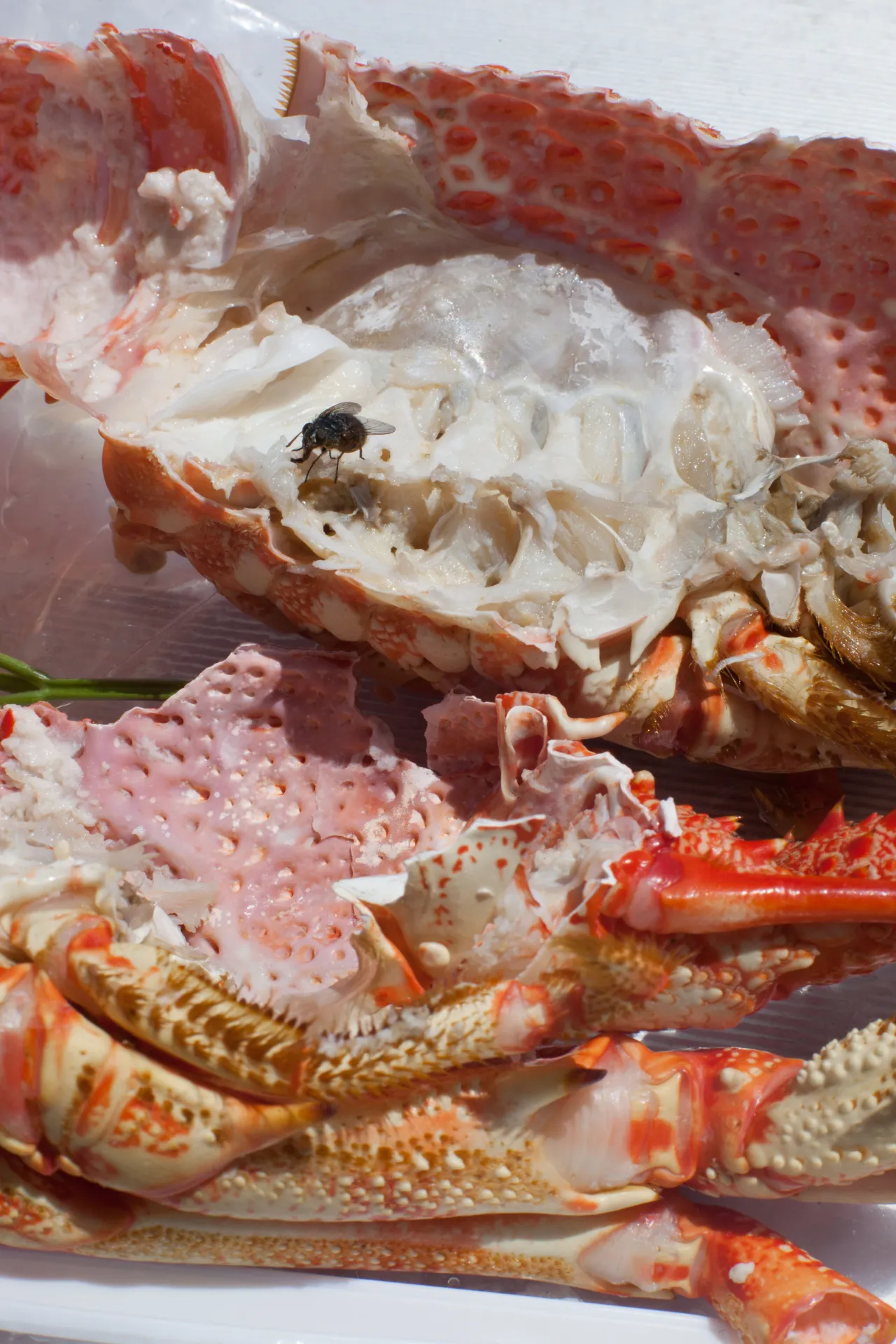 Wolfgang Tillmans  astro crusto, a 2012  © Wolfgang Tillmans