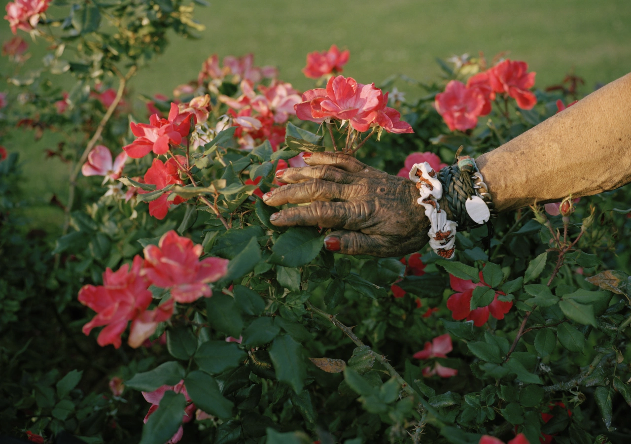 Mike’s black hand in roses. New Orleans, Louisiana 2018 © Thilde Jensen