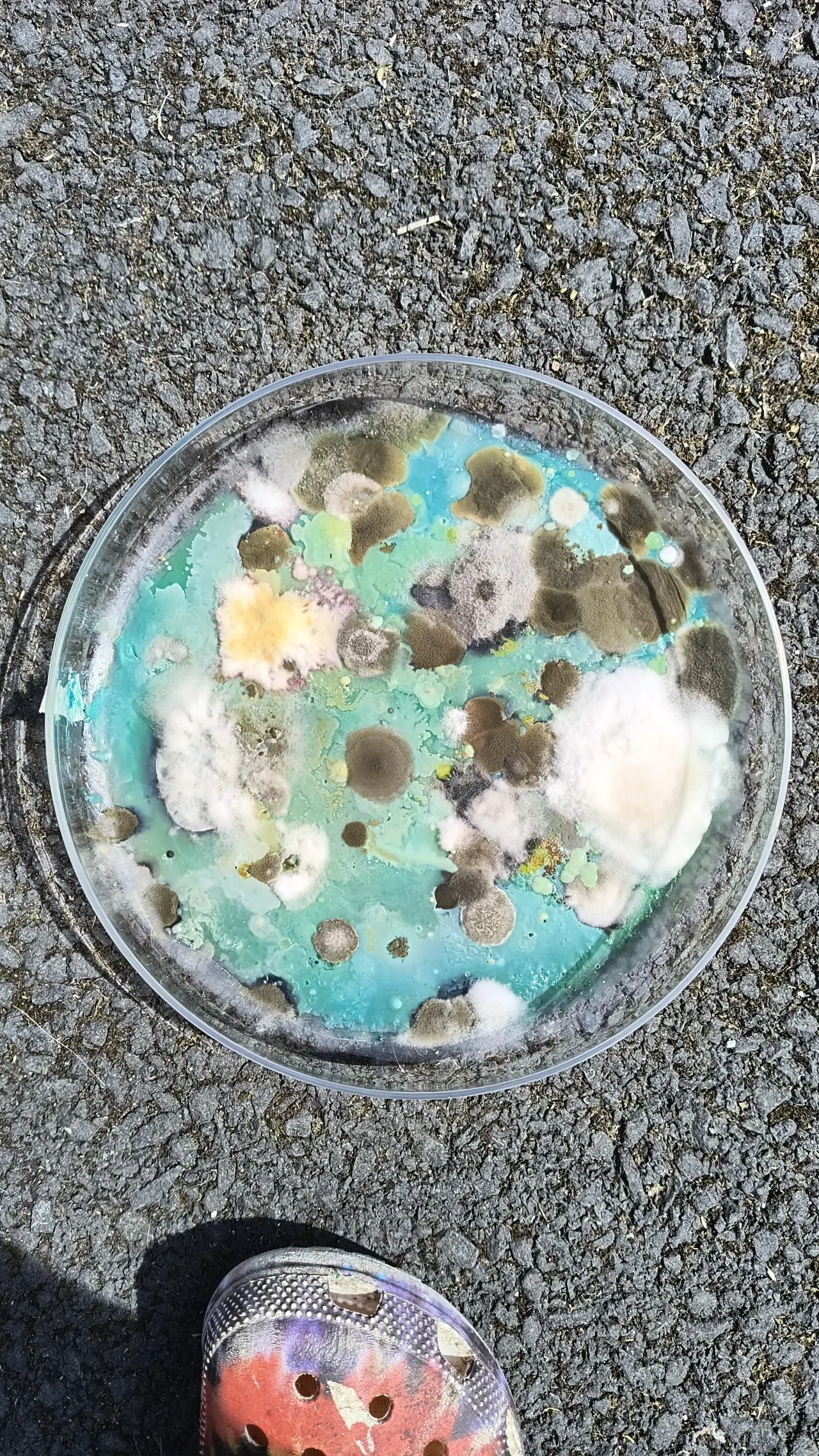 Petri dish with turquoise agar containing brown and white fungal colonies, viewed from above on concrete surface
