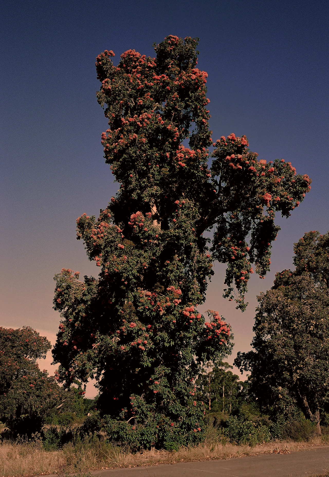 Flowering Gum J Keene © Justin Keene