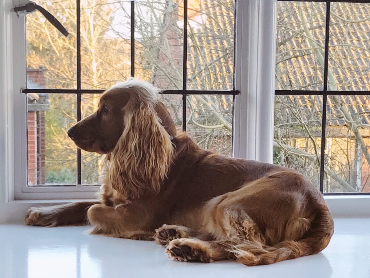 How much is that Ziggy in the window?