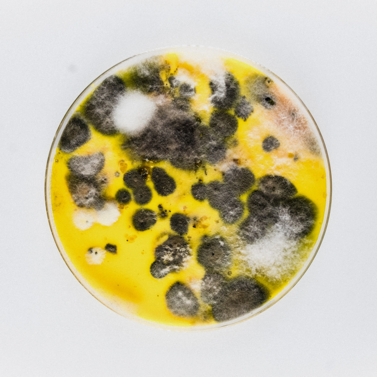 Petri dish with bright yellow agar culture colonised by dark grey and white mould growth