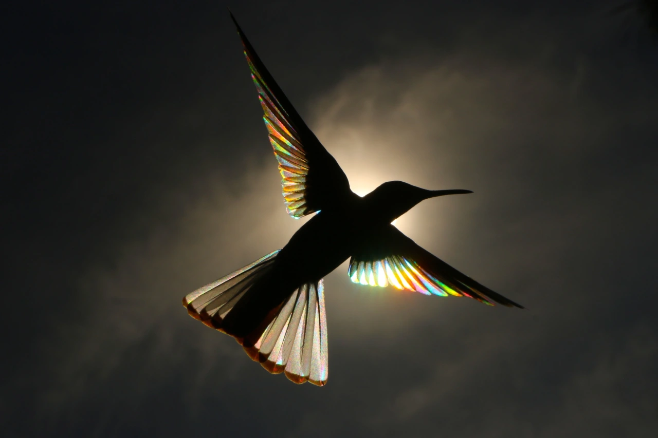 Stardust © Christian Spencer