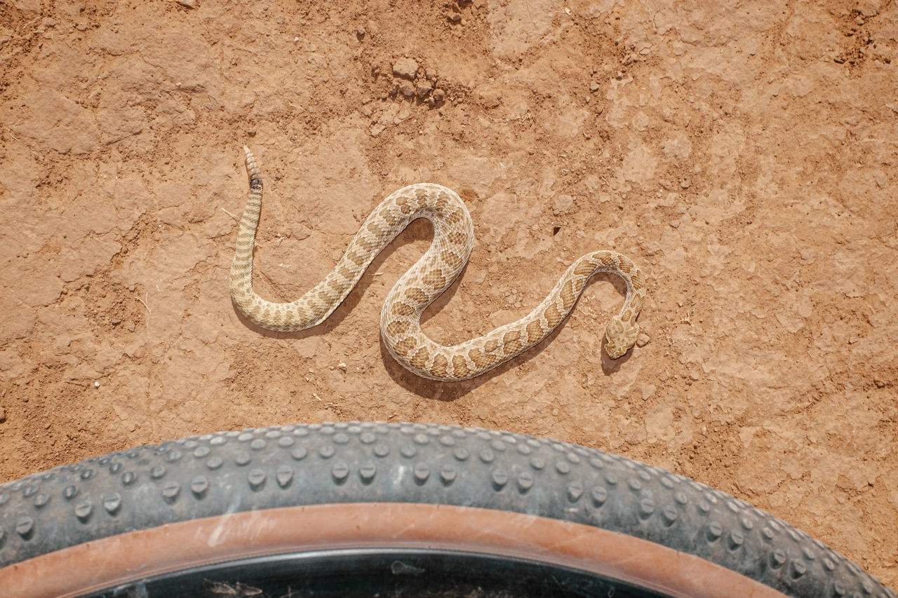 Pale patterned snake on sandy ground next to a textured grey tyre, suggesting wildlife in an unexpected human environment