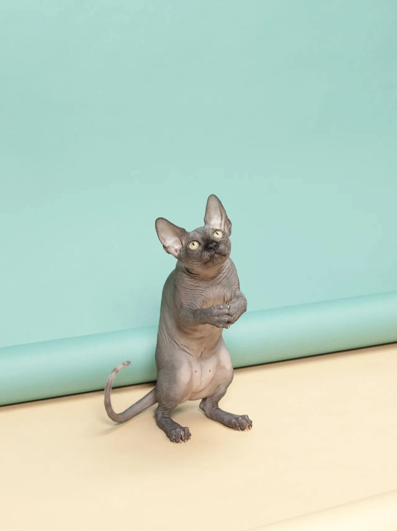 Animal Behaviour by Kimmo Metsaranta, Finland, Shortlist, Still Life, Professional Competition, 2015 Sony World Photography Awards