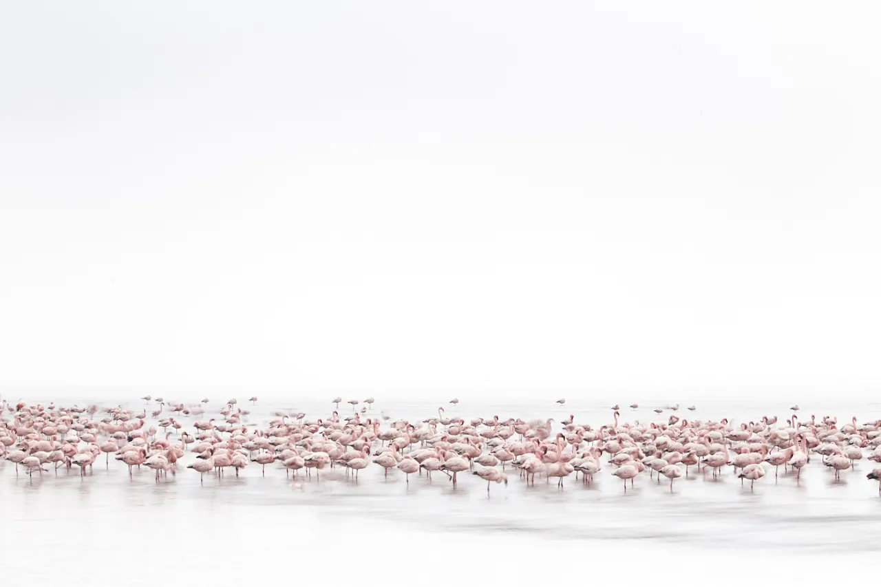 Copyright: © Alessandra  Meniconzi, Switzerland, 1st Place, Open, Wildlife, 2017 Sony World Photography Awards