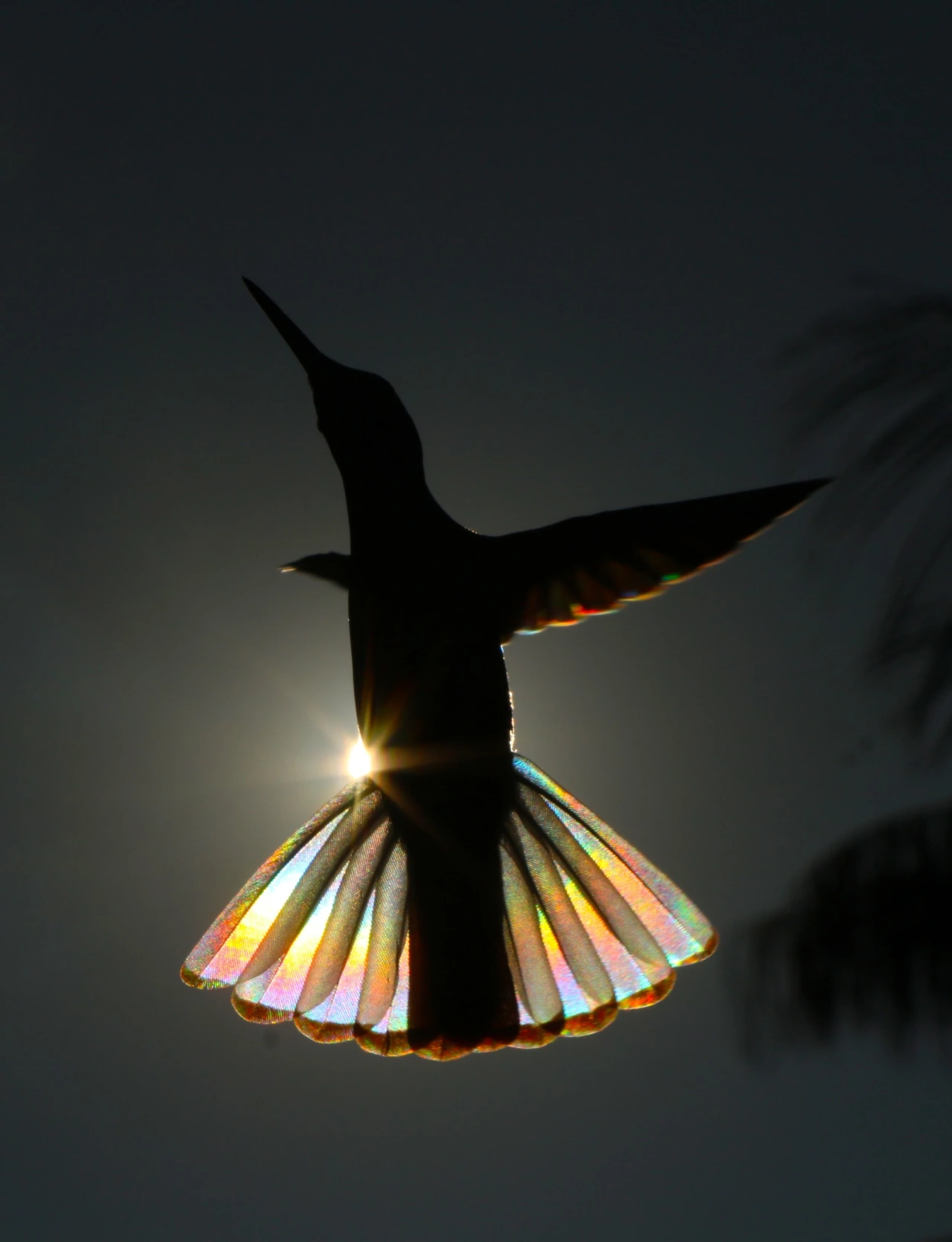 The Ballerina © Christian Spencer