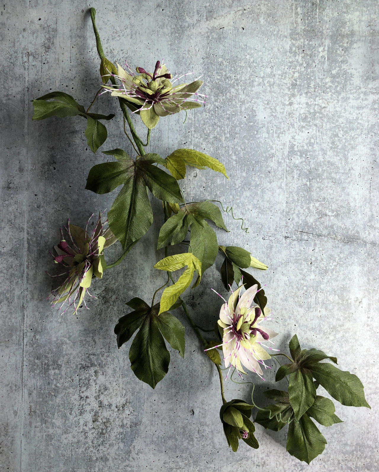 Passionflower Vine. Photo credit to Kelly Pastorek