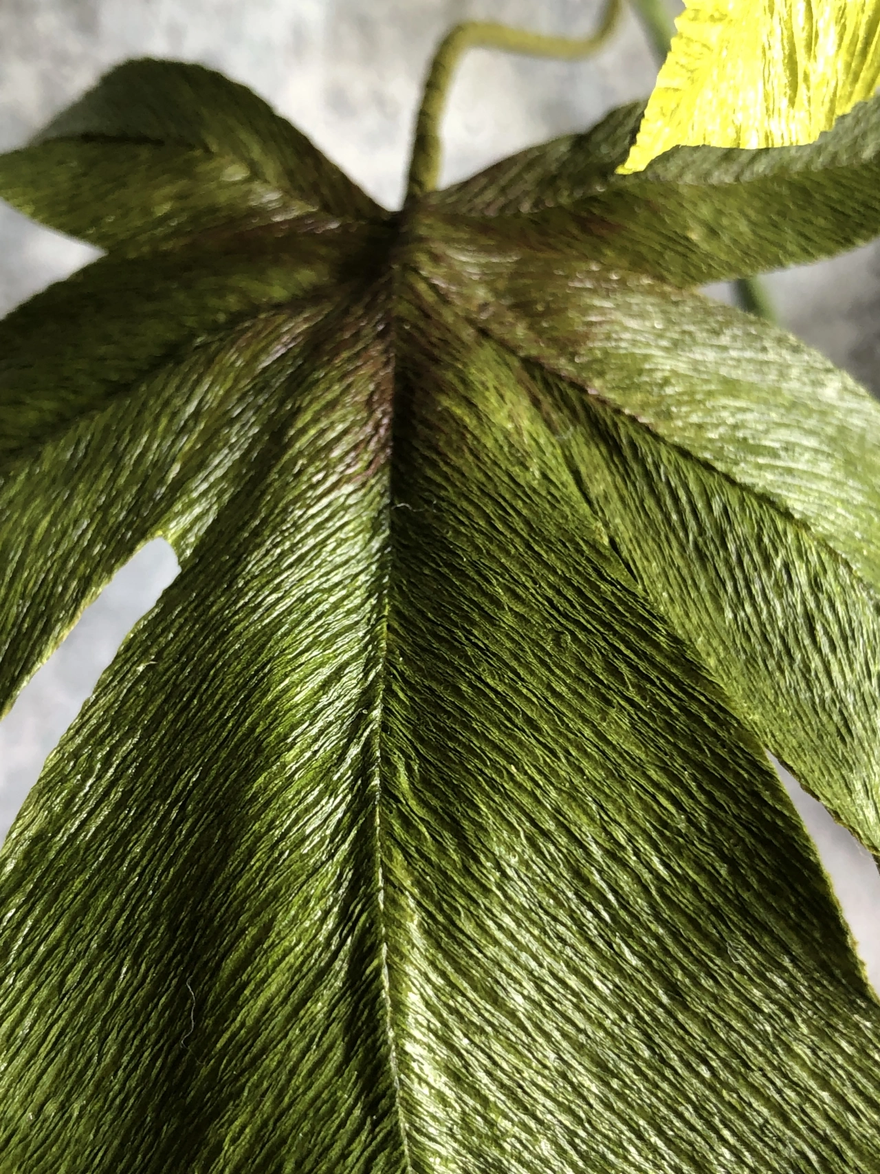 Passionflower Vine. Photo credit to Kelly Pastorek