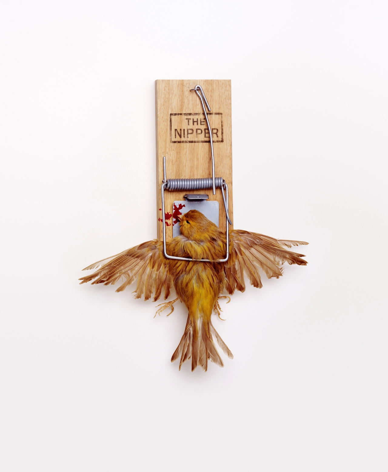 Bird Trap © Nancy Fouts