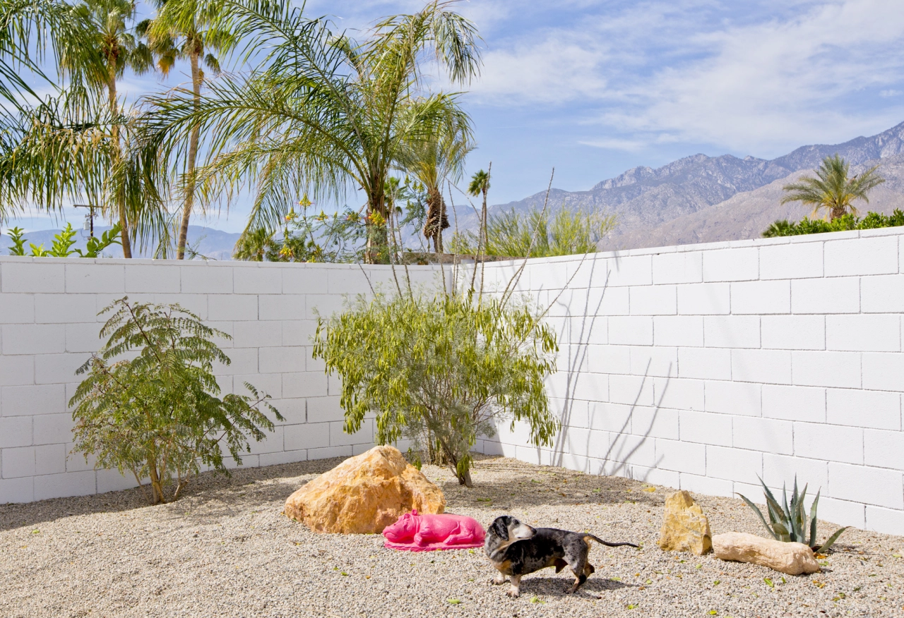 Arthur, Miniature Dachshund. Architect: Donald Wexler, 1960 © Nancy Baron