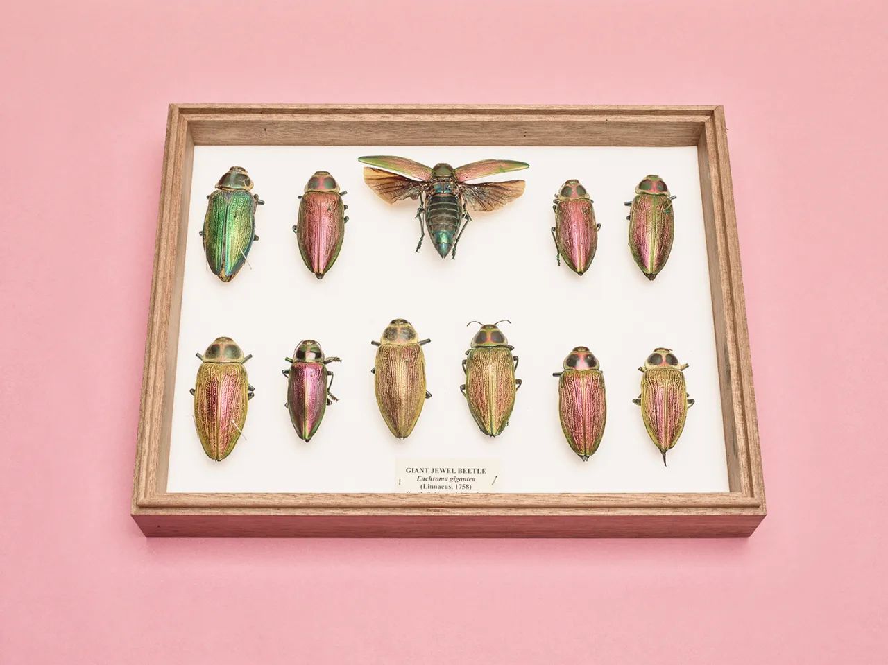 Giant jewel beetles gleam in metallic colours because their outer layers contain multiple microscopic reflectors | © Felicity McCabe, United Kingdom, Shortlist, Professional, Natural World, 2017 Sony World Photography Awards