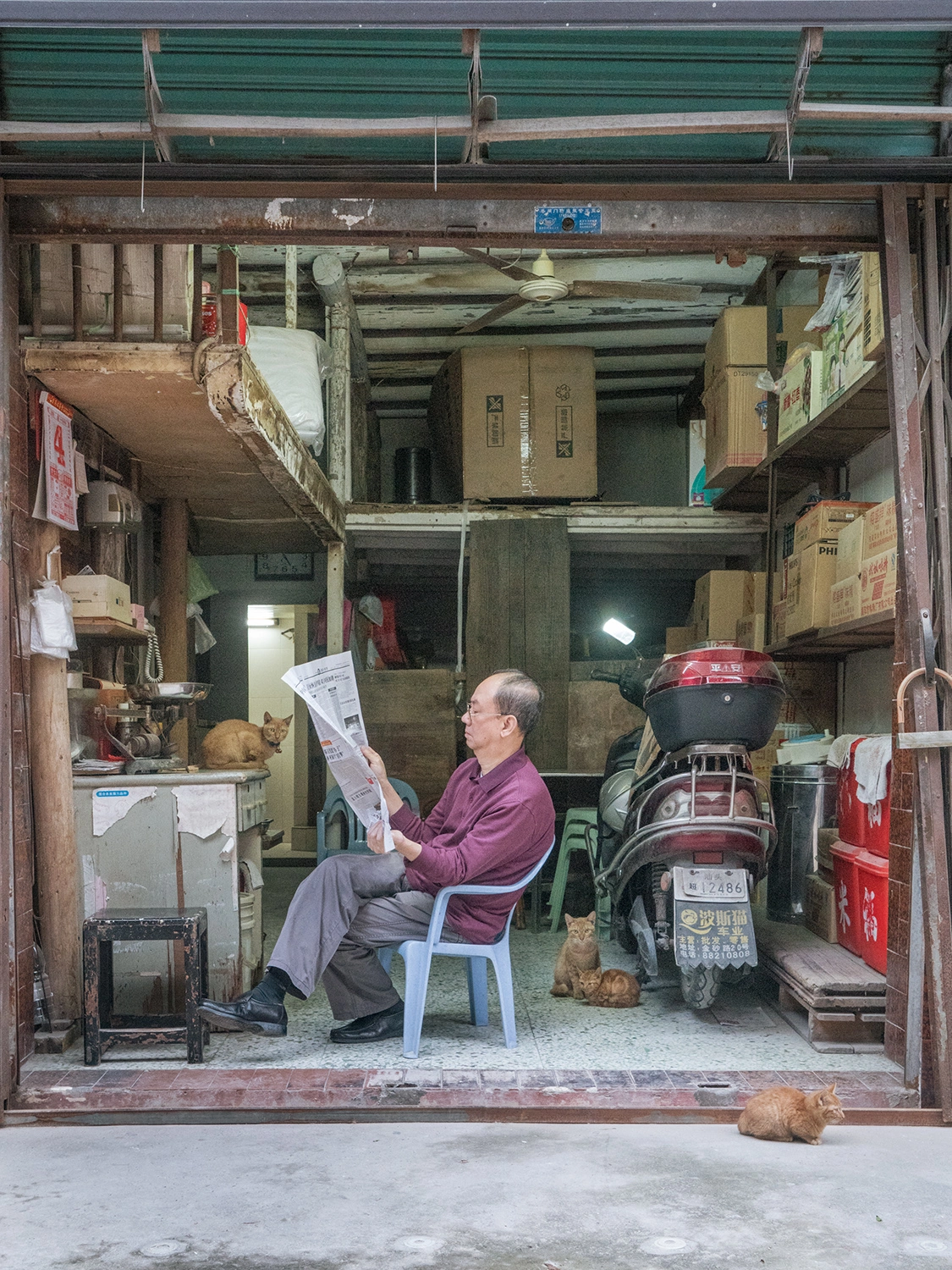 From the series, Shop Cats of China © Marcel Heijnen