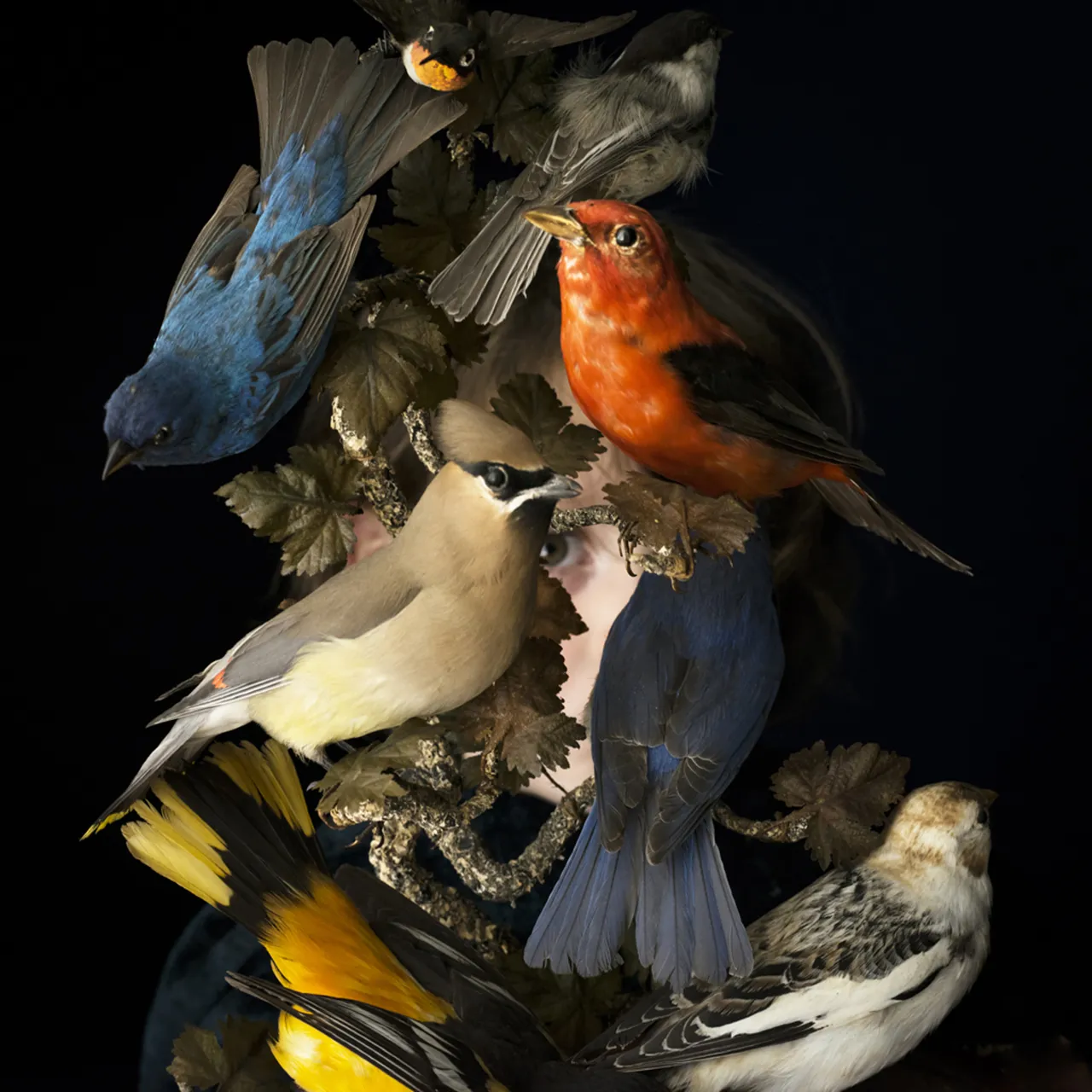 Birds of New England, Rockport, Maine, 2006 © Cig Harvey courtesy Beetles + Huxley Gallery