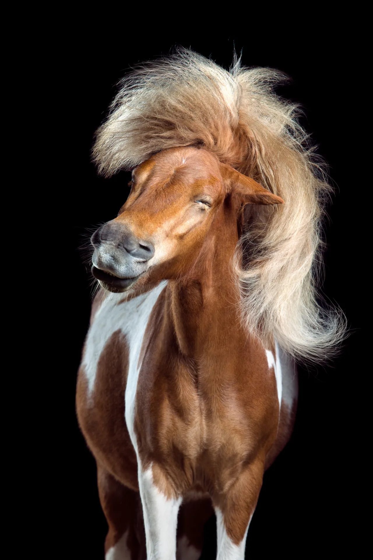 Anton was tickled in the ear to shake his head. His thick mane looks like a hairpiece. Most of the time he held his his head close to the ground so it took a lot of time to manage this shot. Copyright: © Wiebke Haas, Germany, Shortlist, Professional, Natural World & Wildlife (2018 Professional competition), 2018 Sony World Photography Awards