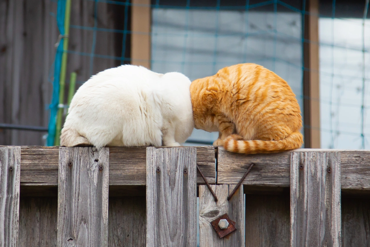 Boom Boom © Kenichi Morinaga / Animal Friends Comedy Pets
