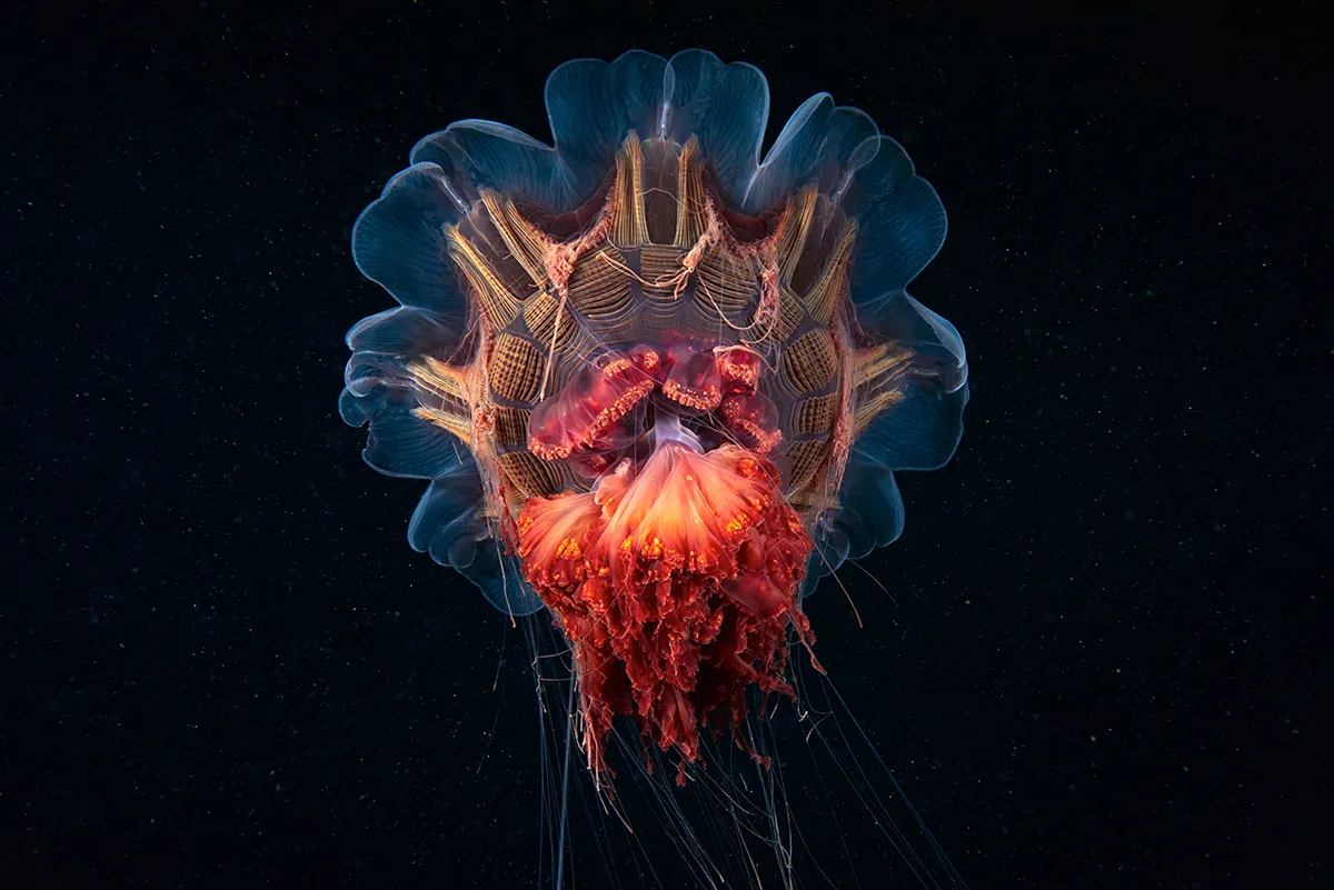 Real World Aliens - Alexander Semenov: This series represent exploration of the most extreme and far cold-water seas, washing the coasts of Russia, because only few people in the world had chance to dive there. (Professional Environment)