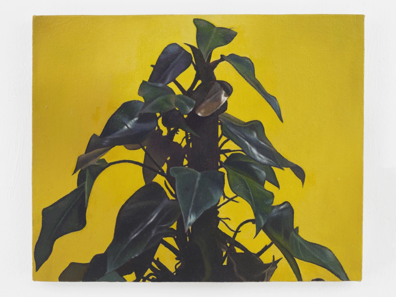 Christopher Hanlon, Office Plant , 2019. Oil on canvas stretched over wood, 40 x 50 cm. Photo by Andy Keate, courtesy of DOMOBAAL