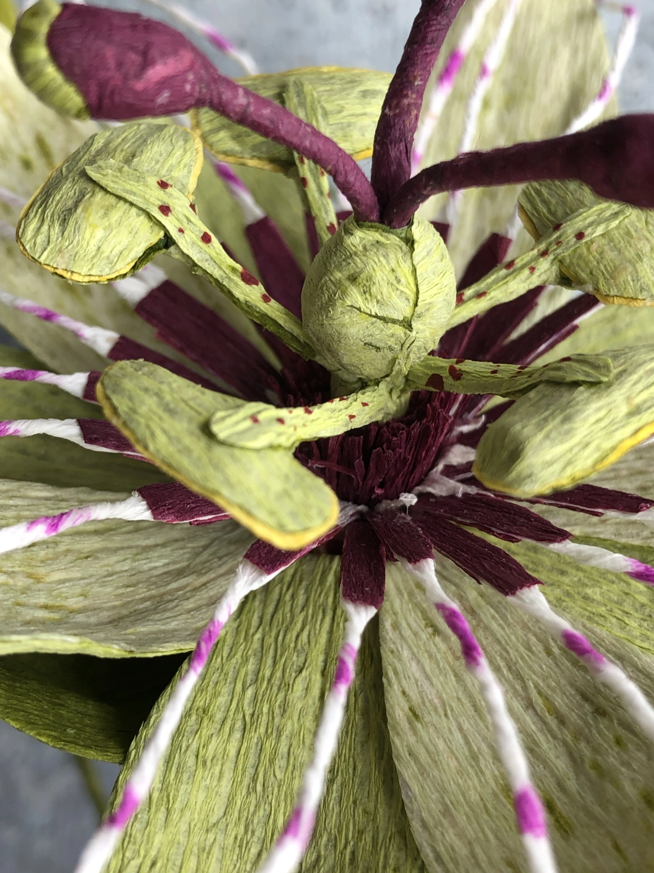 Passionflower Vine. Photo credit to Kelly Pastorek