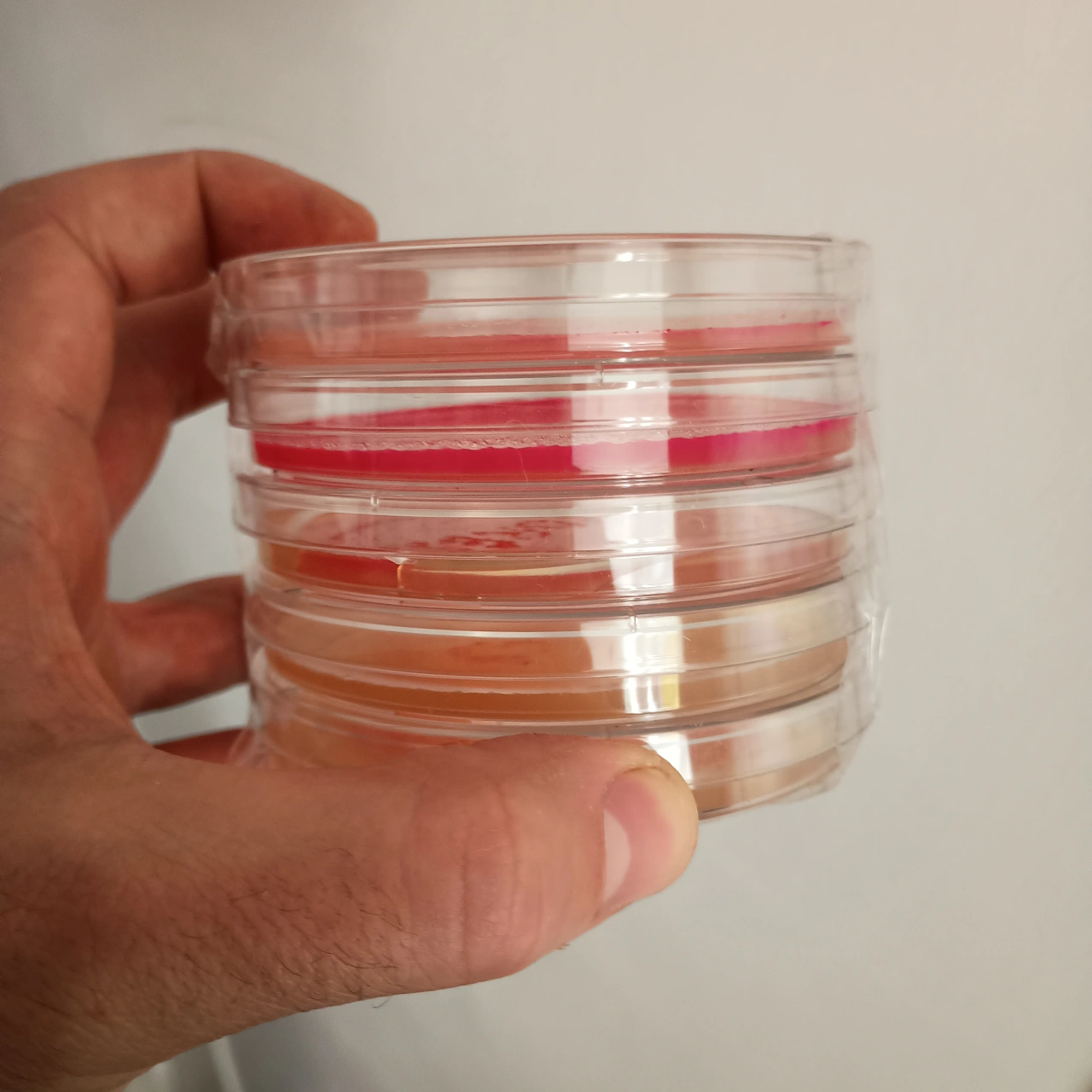 Hand holding a stack of clear petri dishes containing layers of red and beige-coloured fungal cultures