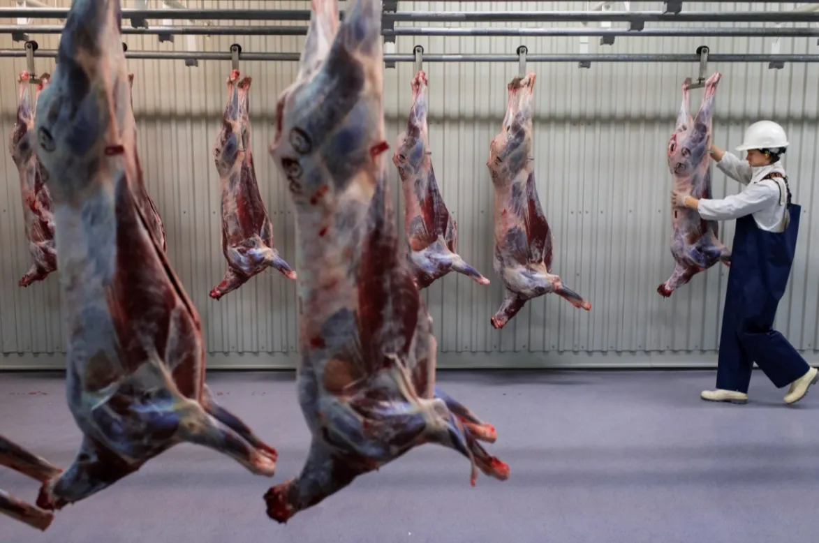 Marika Renhuvud helps out in the slaughterhouse on October 24, 2016 in Idre, Sweden.  Joel Marklund / BILDBYRÅN