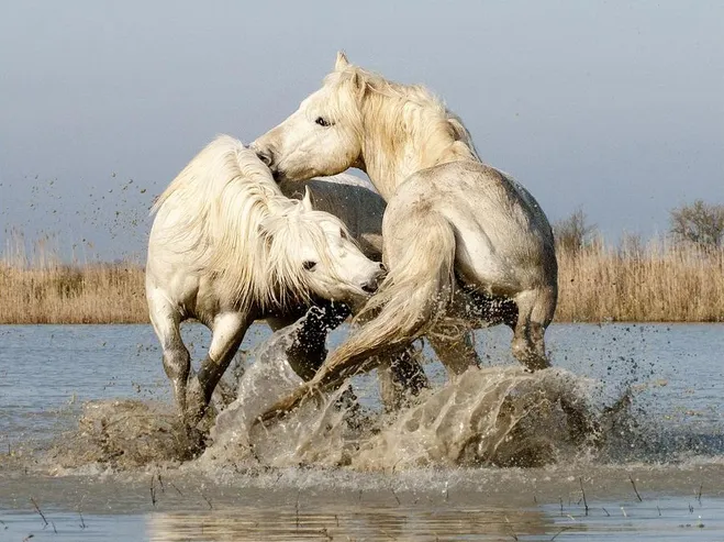 Camargue Stallions Play-fighting in the Water, John Hallam