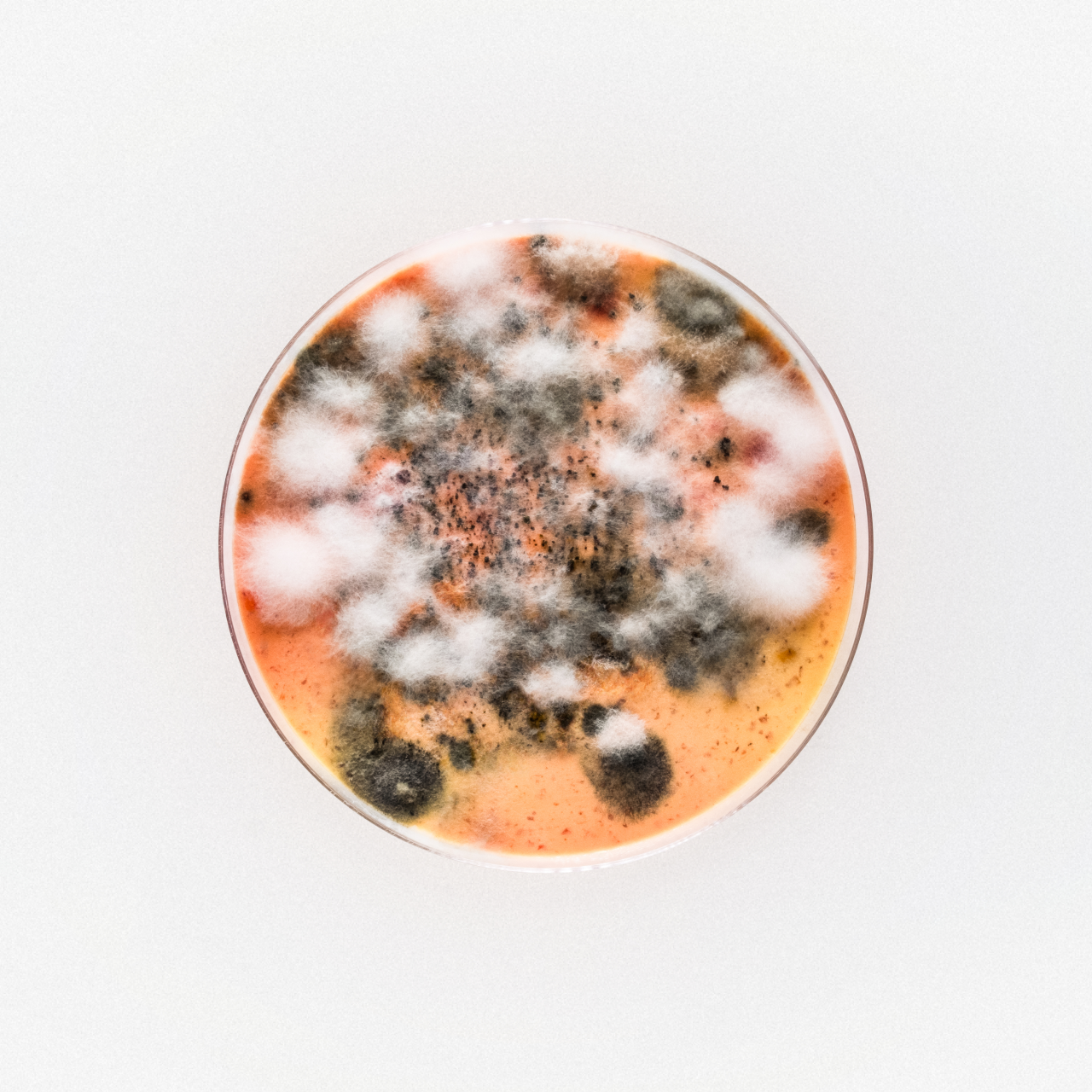 Petri dish with orange agar and white and grey mould colonies growing across the surface